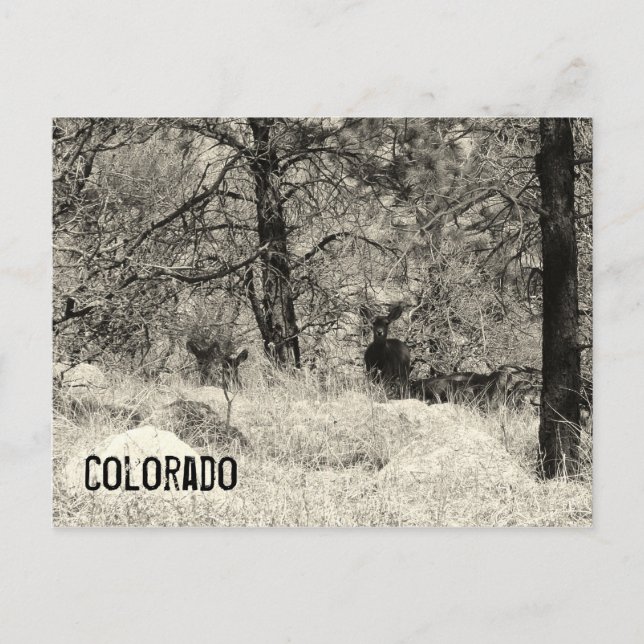 Colorado Wildlife Postcard (Front)