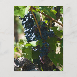 Colorado Wine Country Postcard