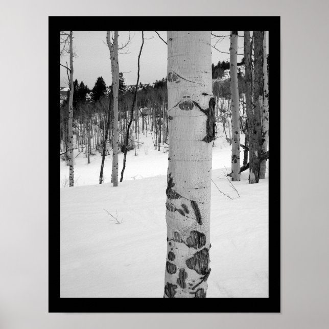 Colorado Winter Aspen Tree Poster (Front)
