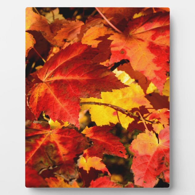 Colorful Autumn leaves orange red yellow colors Plaque (Front)