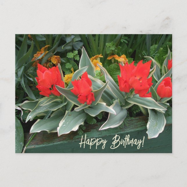 Colorful bright red tulips happy birthday floral  postcard (Front)