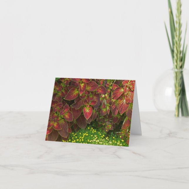 "COLORFUL COLEUS" (PHOTOG.) CARD (Front)