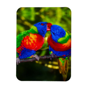 Colorful Couple of Kissing Parrots Magnet
