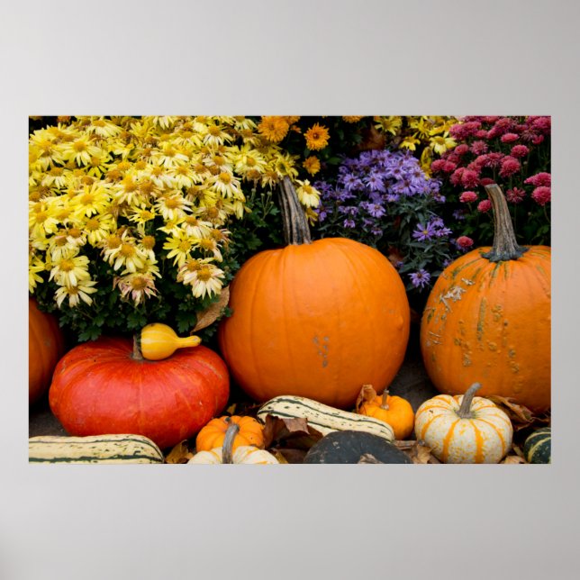 Colorful fall decorative pumpkin display poster (Front)