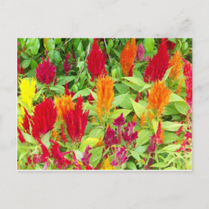 COLORFUL FLOR #1 POSTCARD