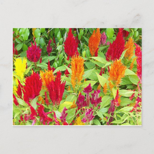 COLORFUL FLOR #1 POSTCARD (Front)