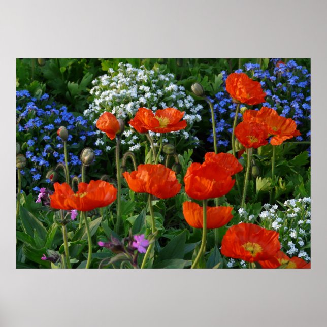Colorful Flower Bed  with red poppies Poster (Front)