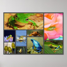 Colorful Frogs, Collage