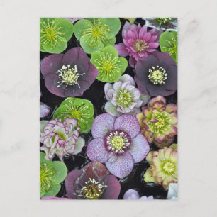 Colorful hellebore flowers    postcard