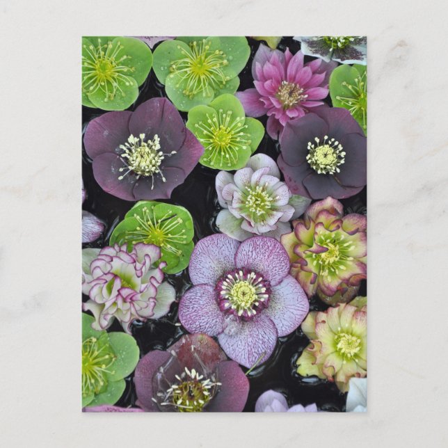 Colorful hellebore flowers    postcard (Front)
