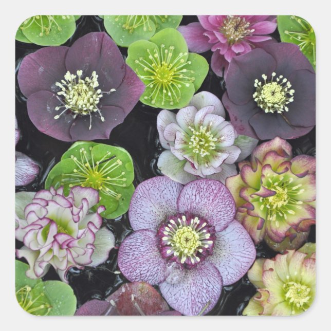 Colorful hellebore flowers   square sticker (Front)