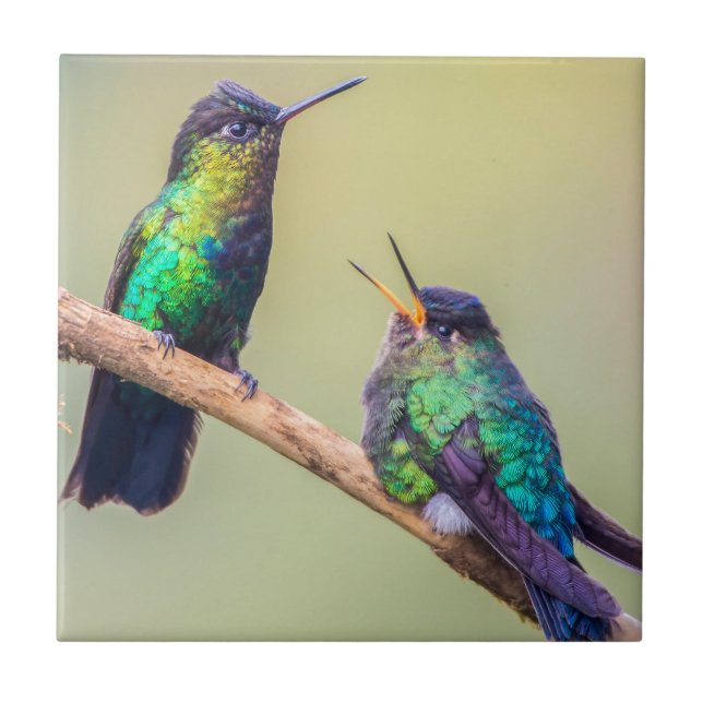 Colorful Hummingbird Couple Tile (Front)