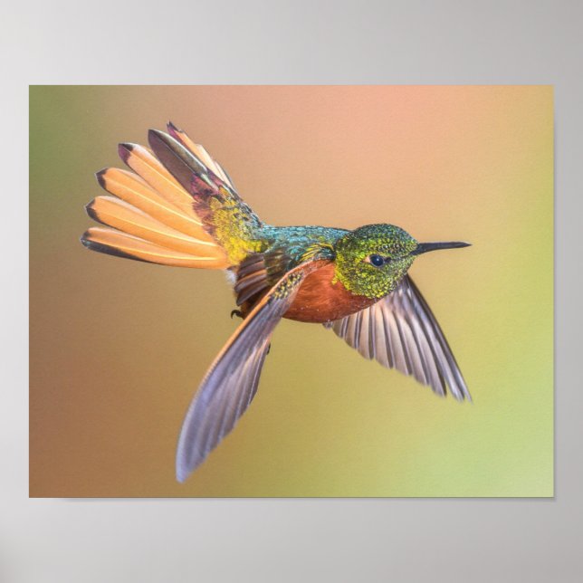 Colorful Hummingbird Flying Poster (Front)