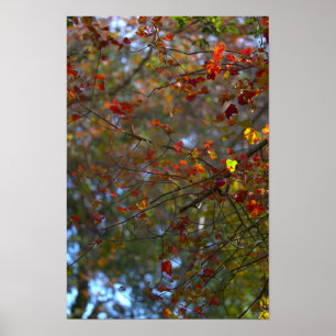 Colorful Leaves Poster