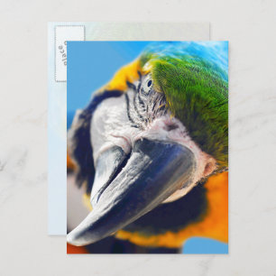 Colorful Macaw Face Postcard