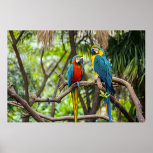 Colorful Macaw Parrots Perched Together Poster