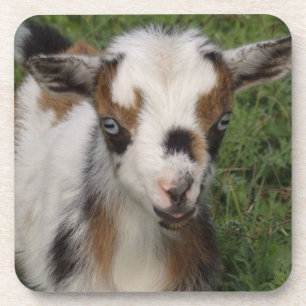 Colorful Nigerian Dwarf Dairy Goat Kid Coaster