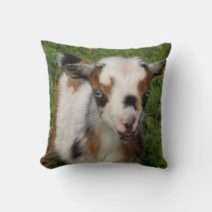Colorful Nigerian Dwarf Goat Kid with Blue Eyes Cushion