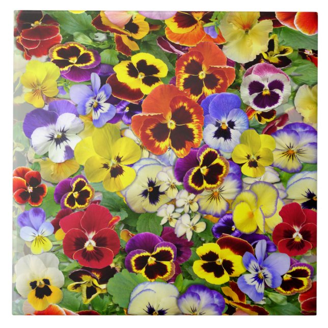 Colorful Pansies Tile (Front)