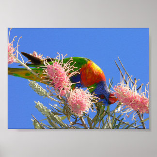 Colorful Rainbow Lorikeet Bird Eating Nectar Poster