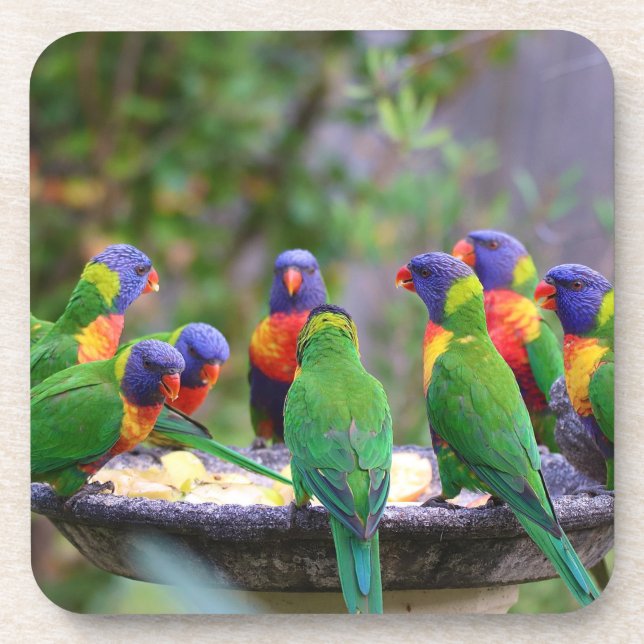 Colorful Rainbow Lorikeet Parrots Eating Coaster (Front)