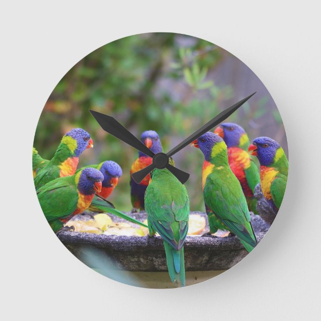 Colorful Rainbow Lorikeet Parrots Eating Round Clock (Front)
