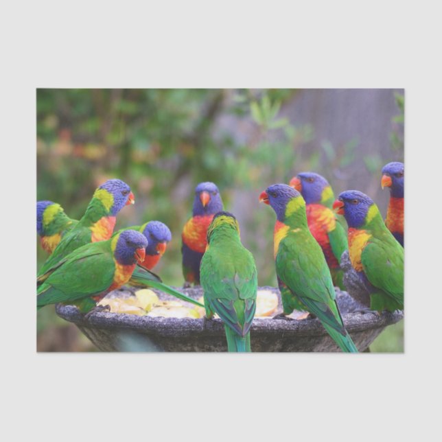 Colorful Rainbow Lorikeet Parrots Eating Tissue Paper (Front)