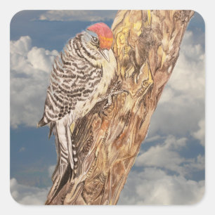 Colorful Red Headed Realistic Woodpecker Art Square Sticker