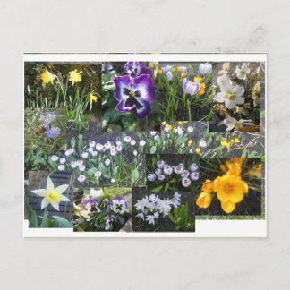 Colorful Spring Flowers Collage DIY Postcard
