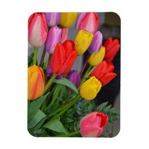 Colorful spring tulips magnet