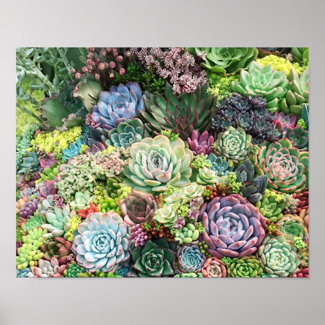 Colorful Succulent Garden Poster (Front)