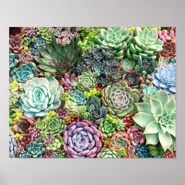 Colorful Succulent Garden Poster (Front)