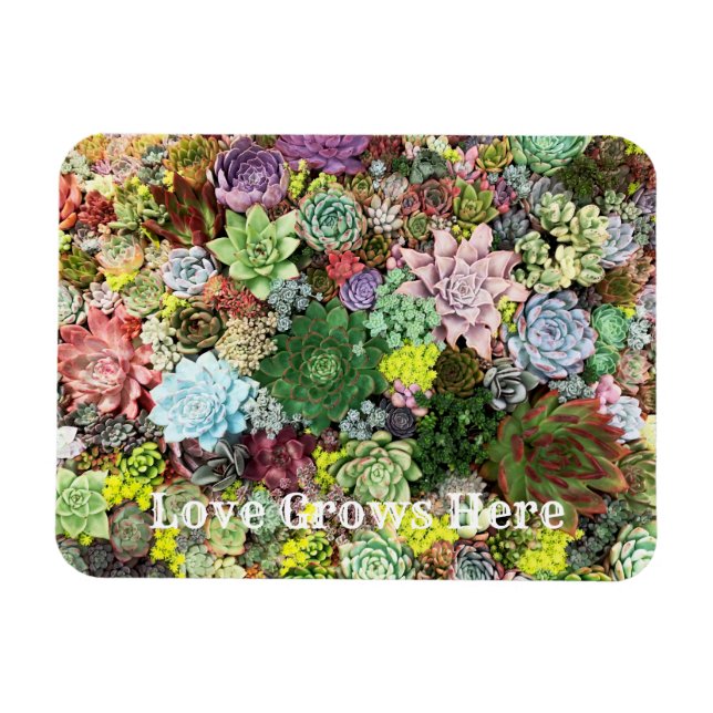 Colorful Succulents Magnet (Horizontal)