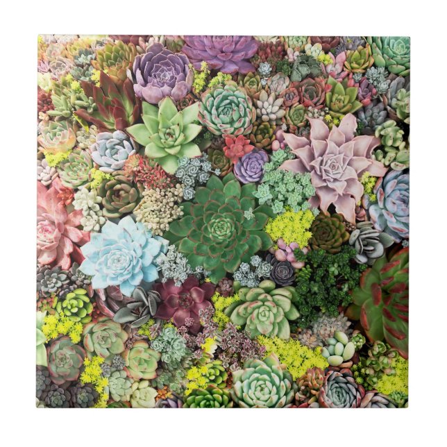 Colorful Succulents Tile (Front)