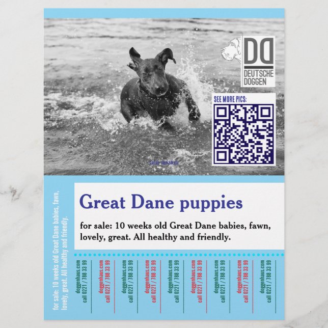 Colorful tear off dog flyer  (Front)