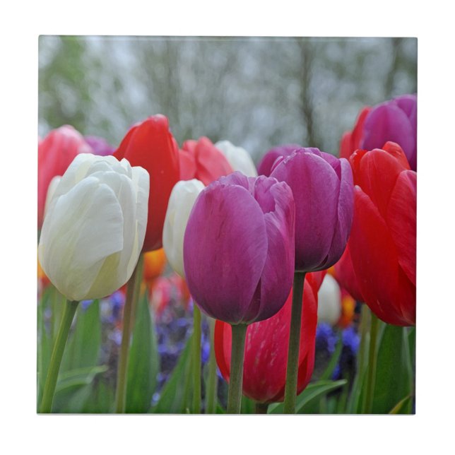 Colorful tulips beauty     tile (Front)