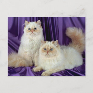 Colorpoint Longhair, cream point colorpoint Postcard
