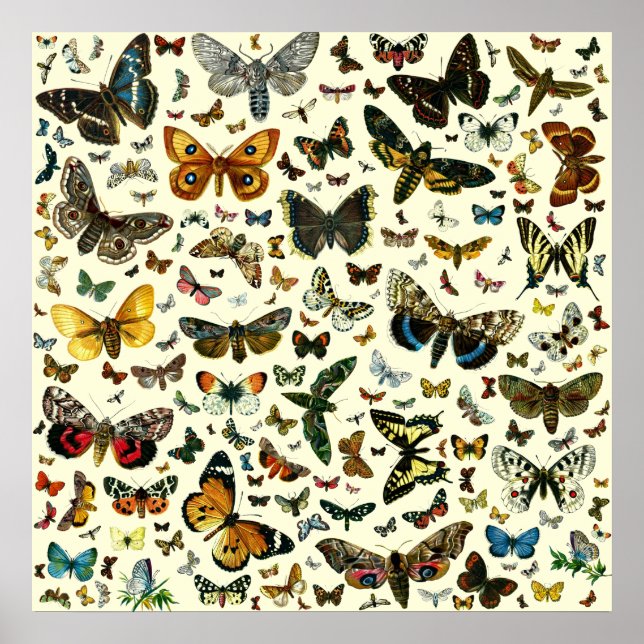 Colossal Butterfly Poster (Front)