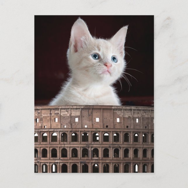 Colosseum big white kitty postcard (Front)