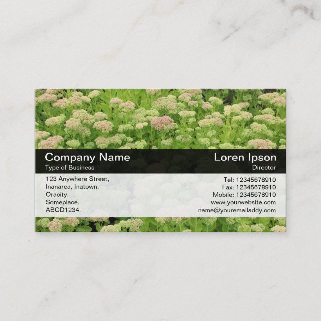 Colour Band - Black - Sedum Business Card (Front)