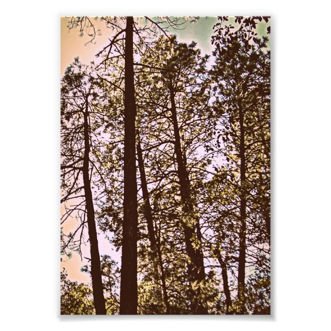 colour by the trees photo print (Front)