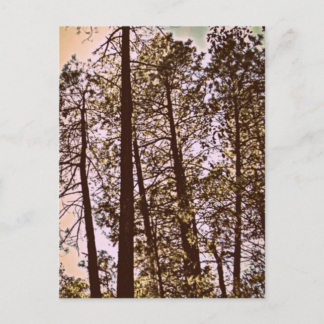 colour by the trees postcard (Front)