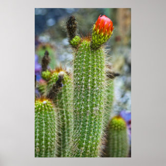 Colour Cacti Poster