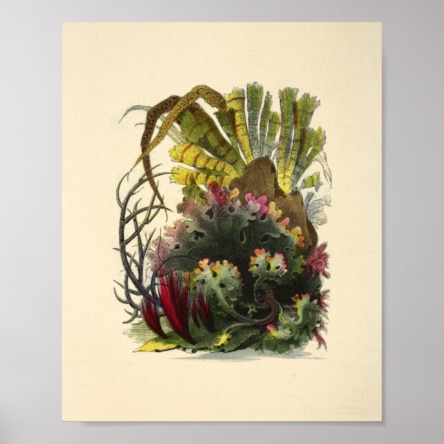 Colour Coral Art Ocean Garden Art Print (Front)
