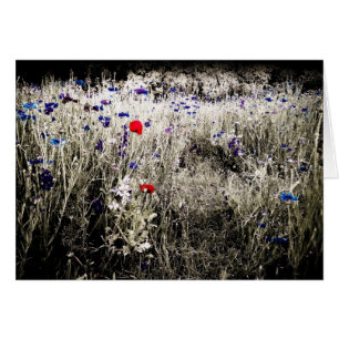 Colour Isolated Flowers Card