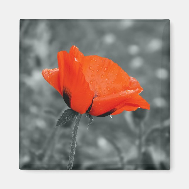 Colour key Poppy Magnet (Front)