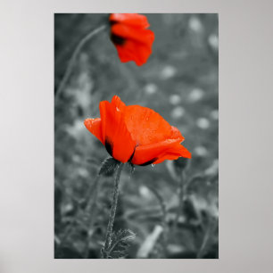 Colour key Poppy Poster