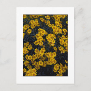 " Colour Me Yellow " Postcard