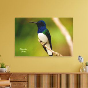 Colour of Contemplation Canvas Print