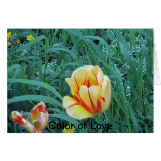 Colour of Love (Front Horizontal)
